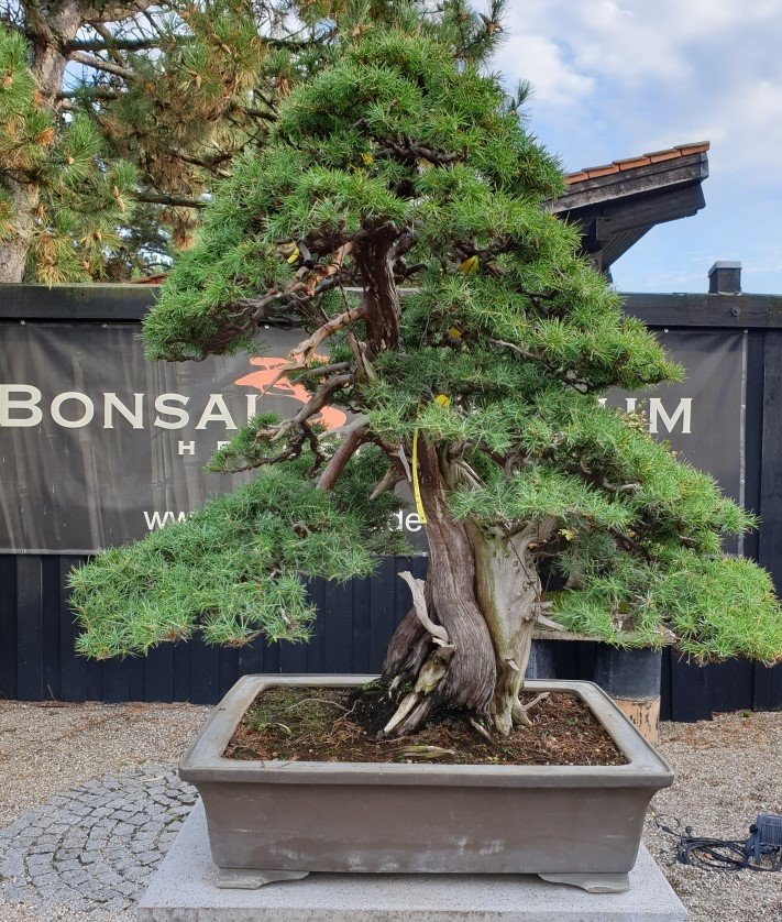 Igelwacholder Bonsai Centrum Heidelberg