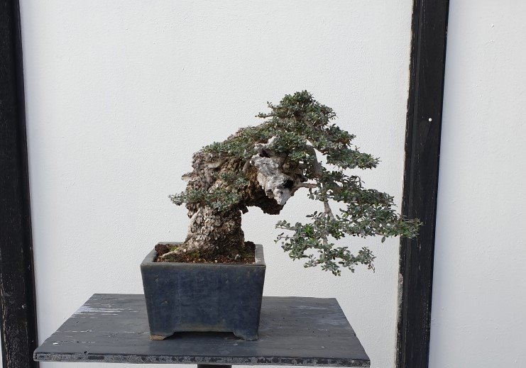 Olive Bonsai Centrum Heidelberg