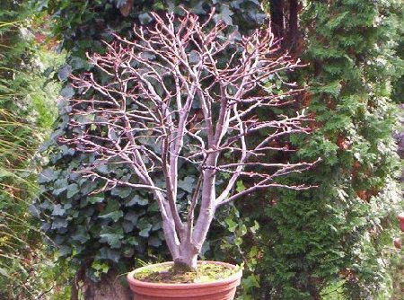 Bild_02 Linde.jpg