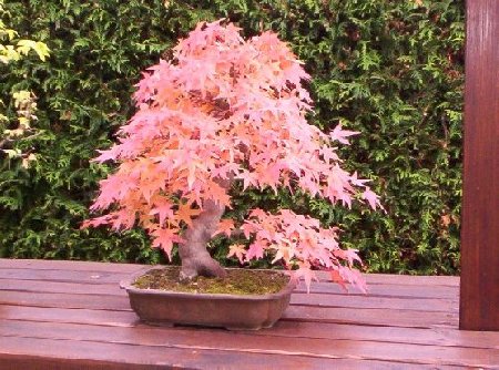 Bild_01 Acer.jpg