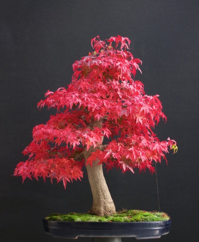 Palmatum 25.10.2019.JPG