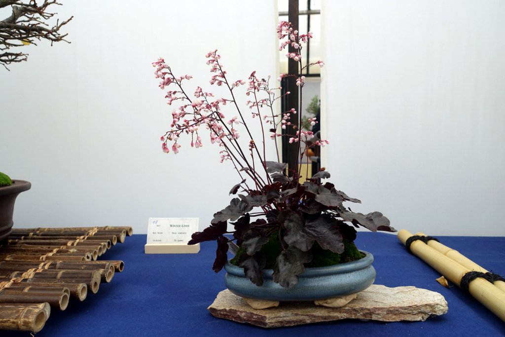 Purpurglöckchen Heuchera