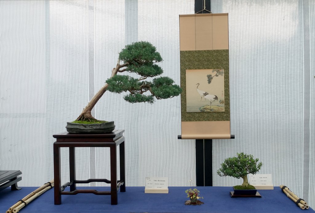 Lottes Präsentation - Chinesischer Wacholder und Chinesischer Buchs