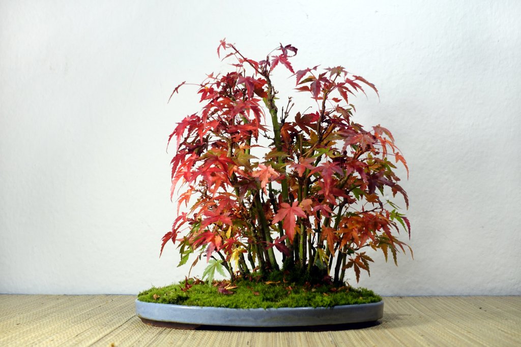 AcerPalm03_2019-12e.jpg