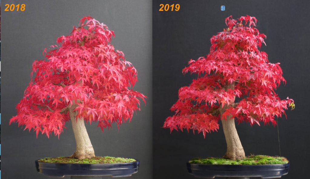 Palmatum -vgl-2.png
