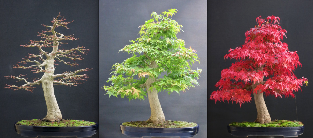 Palmatum-Fips -vgl-3.png
