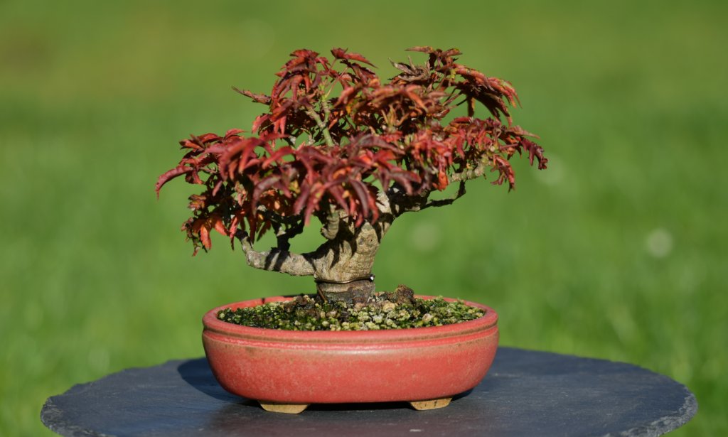 Shishigashira