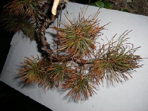 Mdchenkiefer_580x435_550x413_500x375.jpg