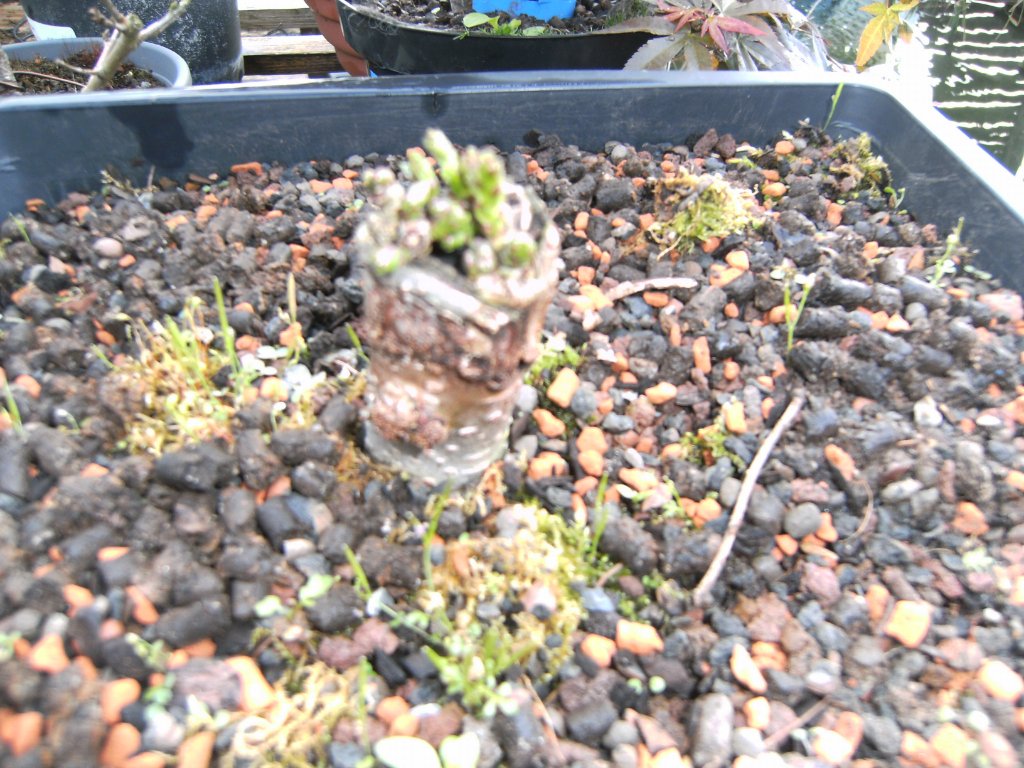PICT3531.JPG