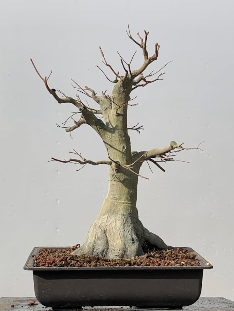 IMG_1774.jpeg