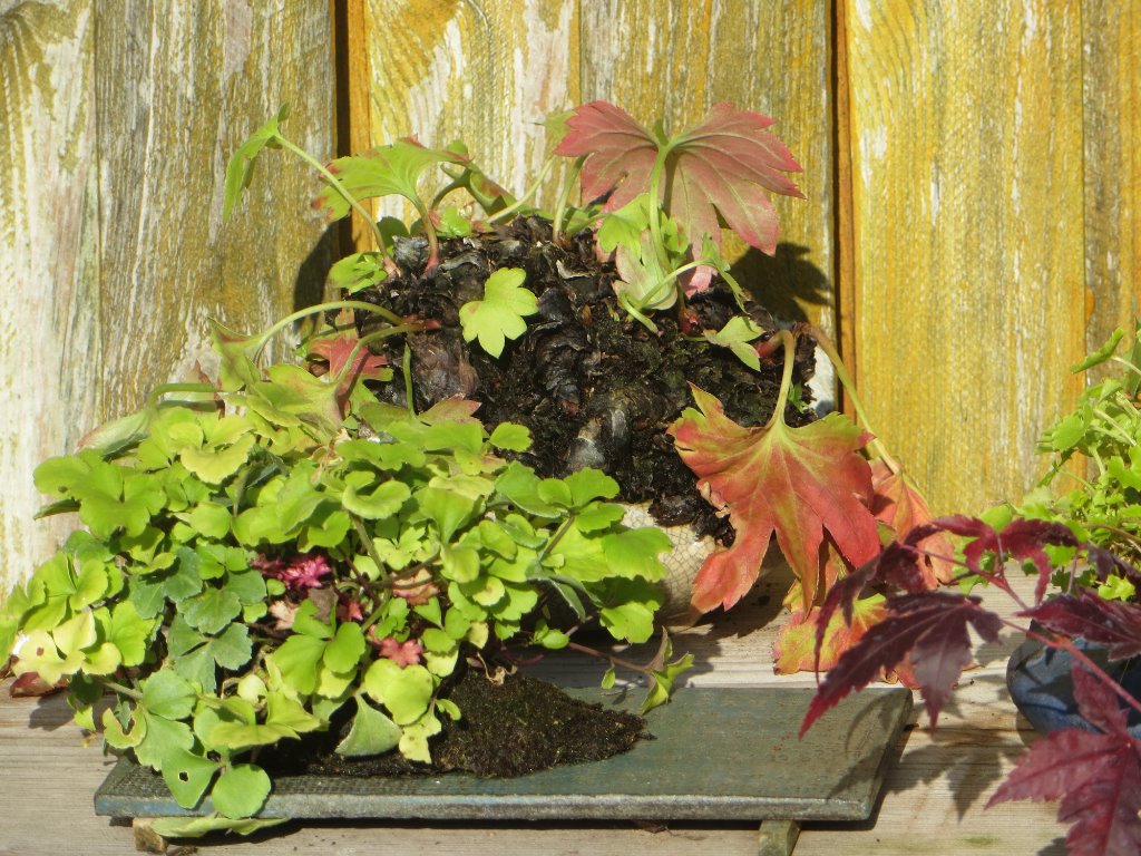 Herbst-2_2019-10-31.JPG