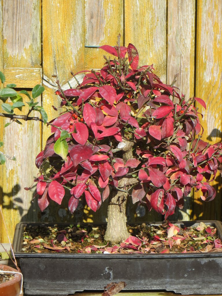 Herbst-3_2019-10-31.JPG