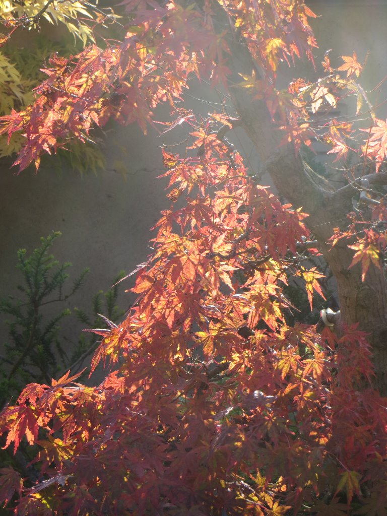 Herbst-7_2019-10-31.JPG