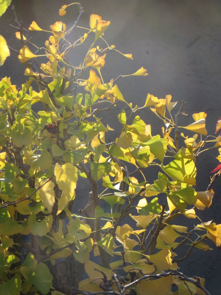 Herbst-8_2019-10-31.JPG