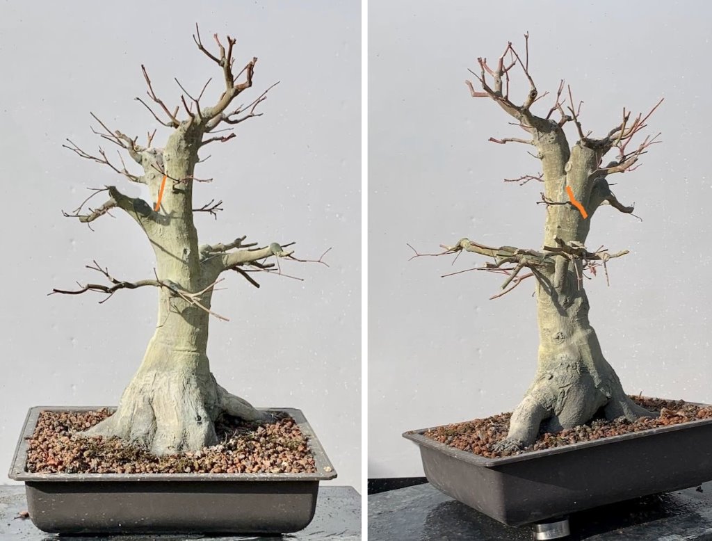Ahorn-SangoKaku_BenBonsai_2019-10-31.jpg