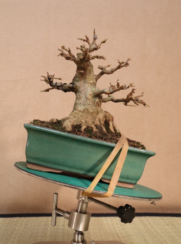 1. November 2019. Beschnitten. In etwa dieser Position will ich den Baum nächstes Jahr eintopfen
