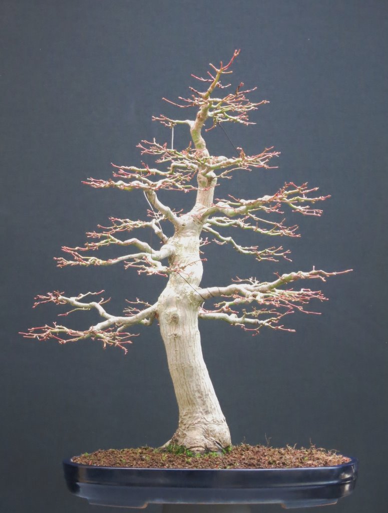 Palmatum 3.11.2019.JPG