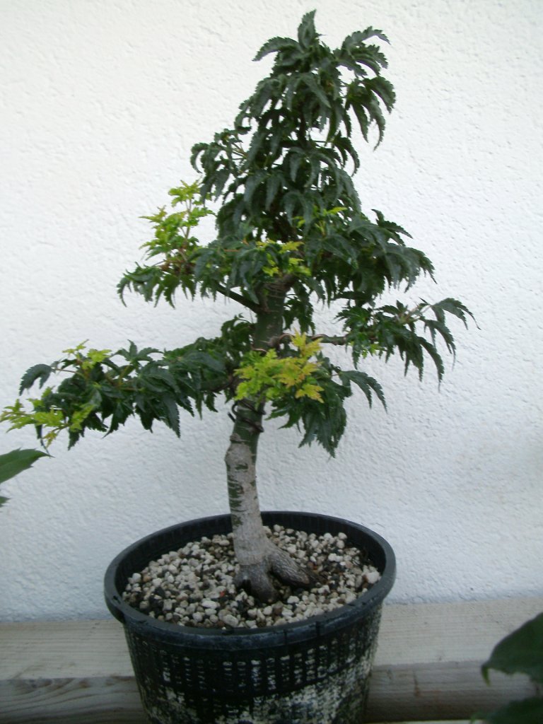 Juli 2015