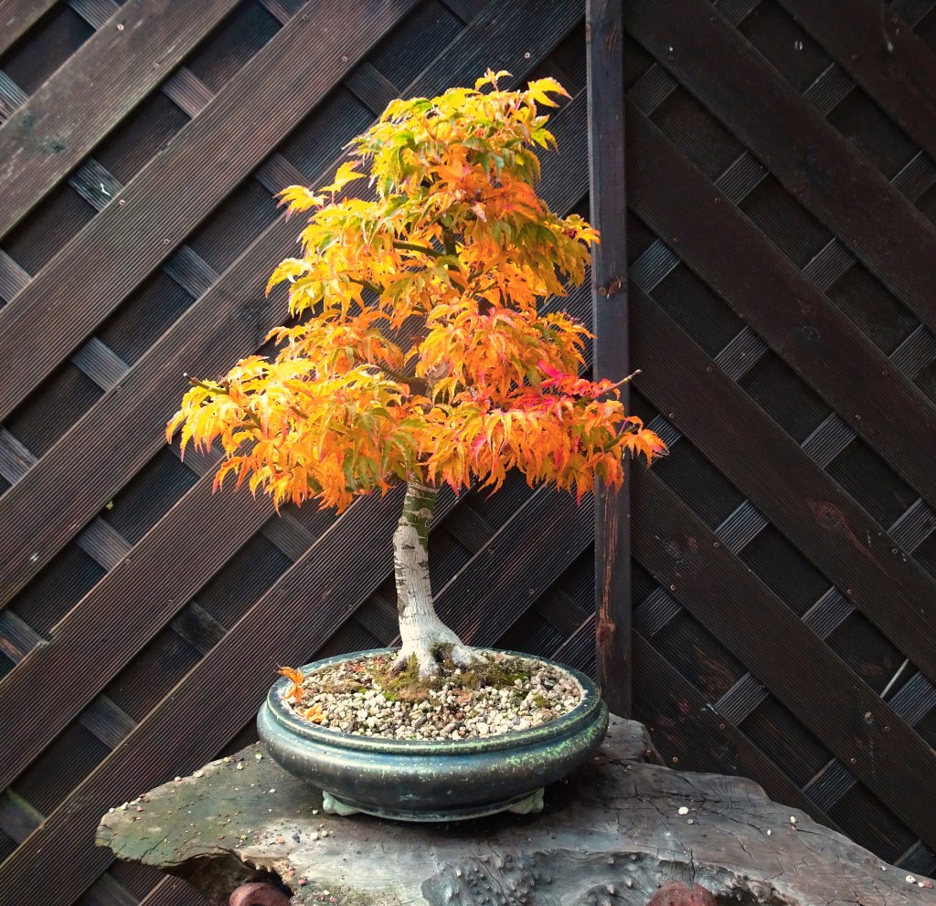 November 2019<br />Höhe 47 cm