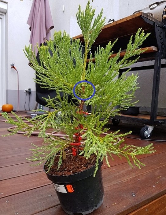 Nobody_Sequioadendron.jpg