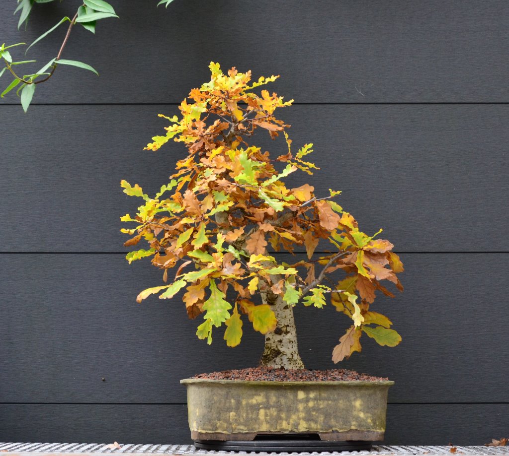 DSC_0781.JPG