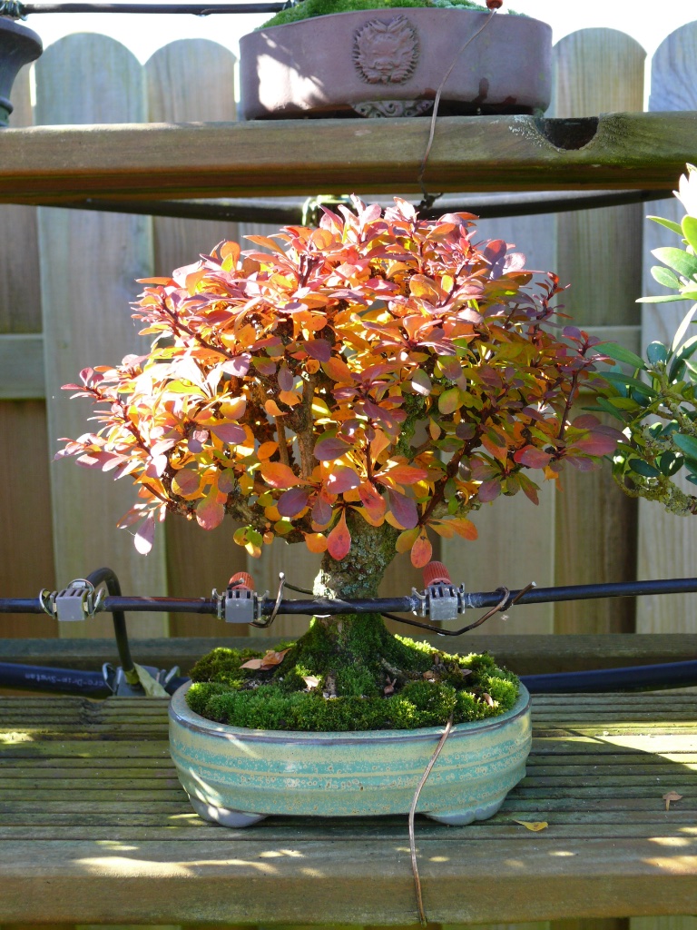 Ein Schnappschuss aus dem Oktober 2017, mit schöner Herbstfarbe