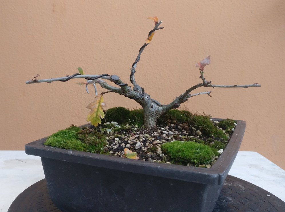 Quercus-robur-1-01-11-2019.jpg