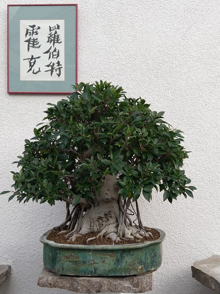 Großer Ficus.jpg