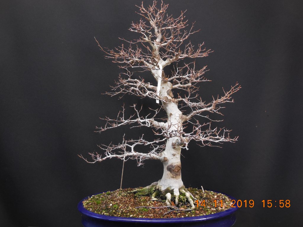 Fagus crenata 2019-11-14,.JPG