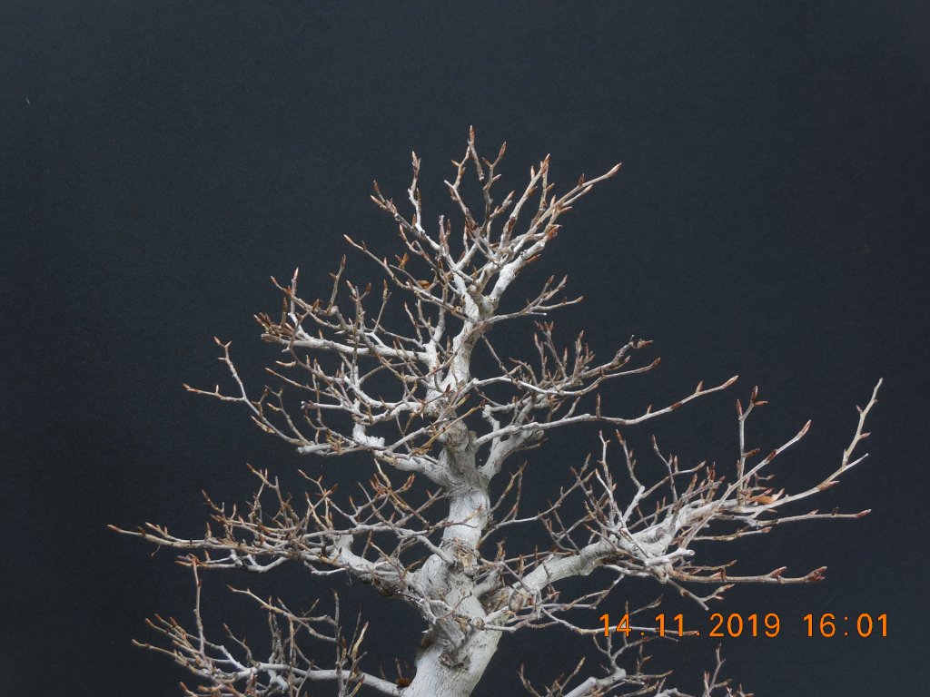 Fagus crenata 2019-11-14, (4).JPG