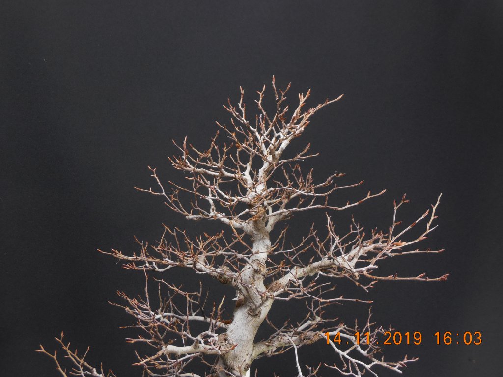 Fagus crenata 2019-11-14, (5).JPG