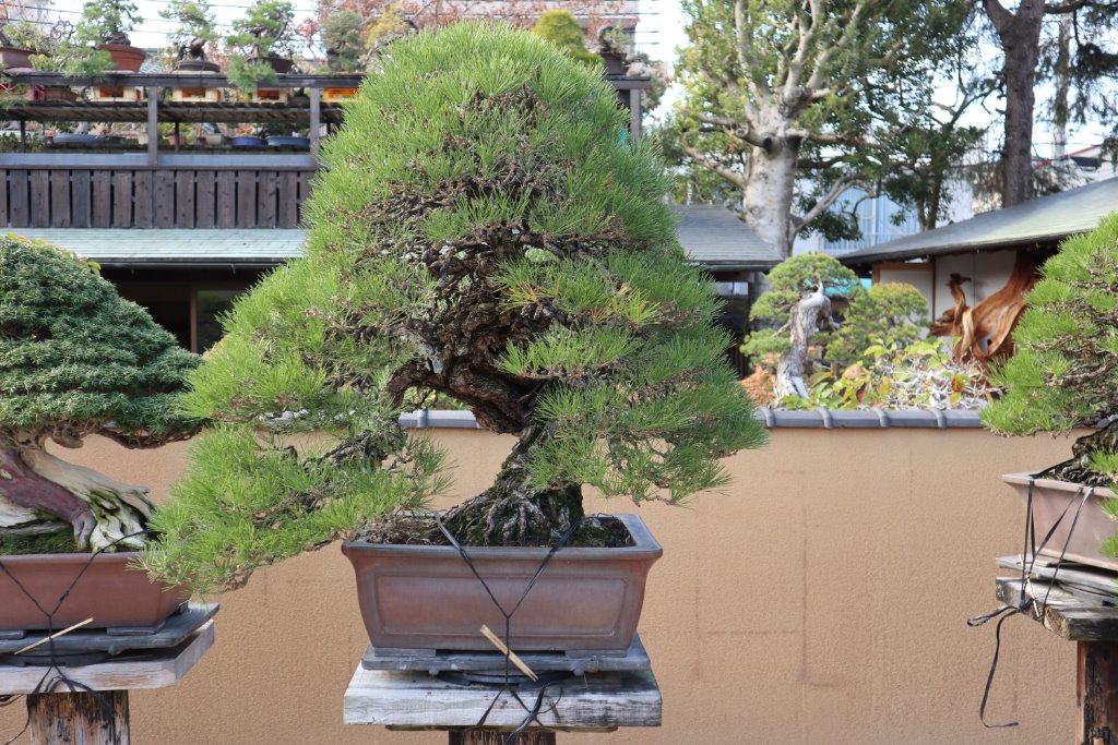 Schwarzkiefer Bonsai der Extraklasse