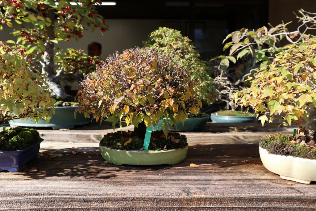Zelkova Shohin
