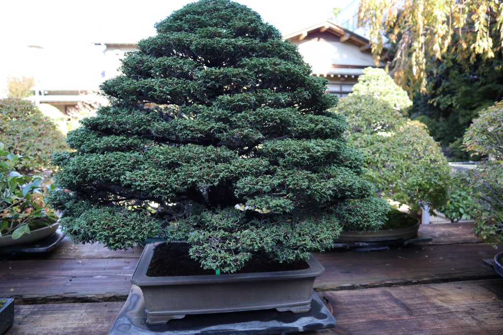 Hinoki Scheinzypresse
