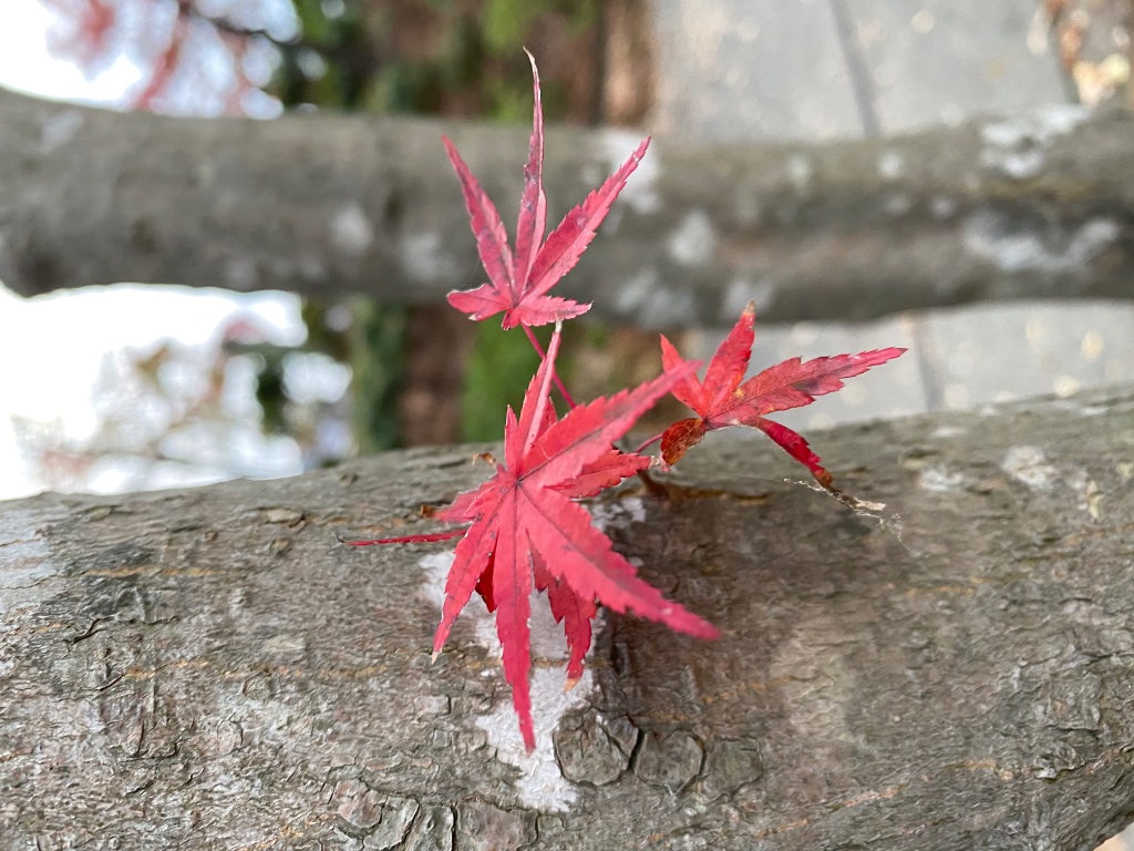 55482C5D-993E-4D87-8E4B-92D873BA4942.jpeg