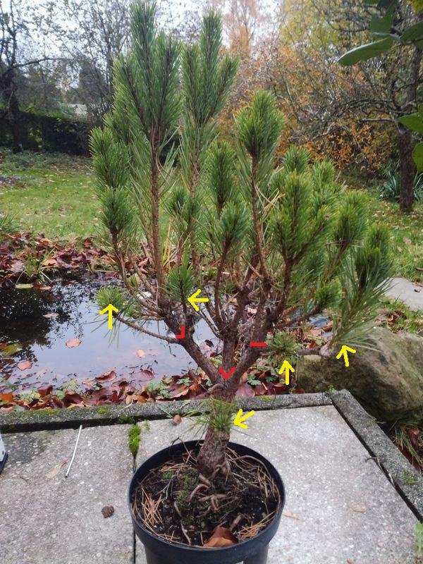 Waldkiefer.jpg