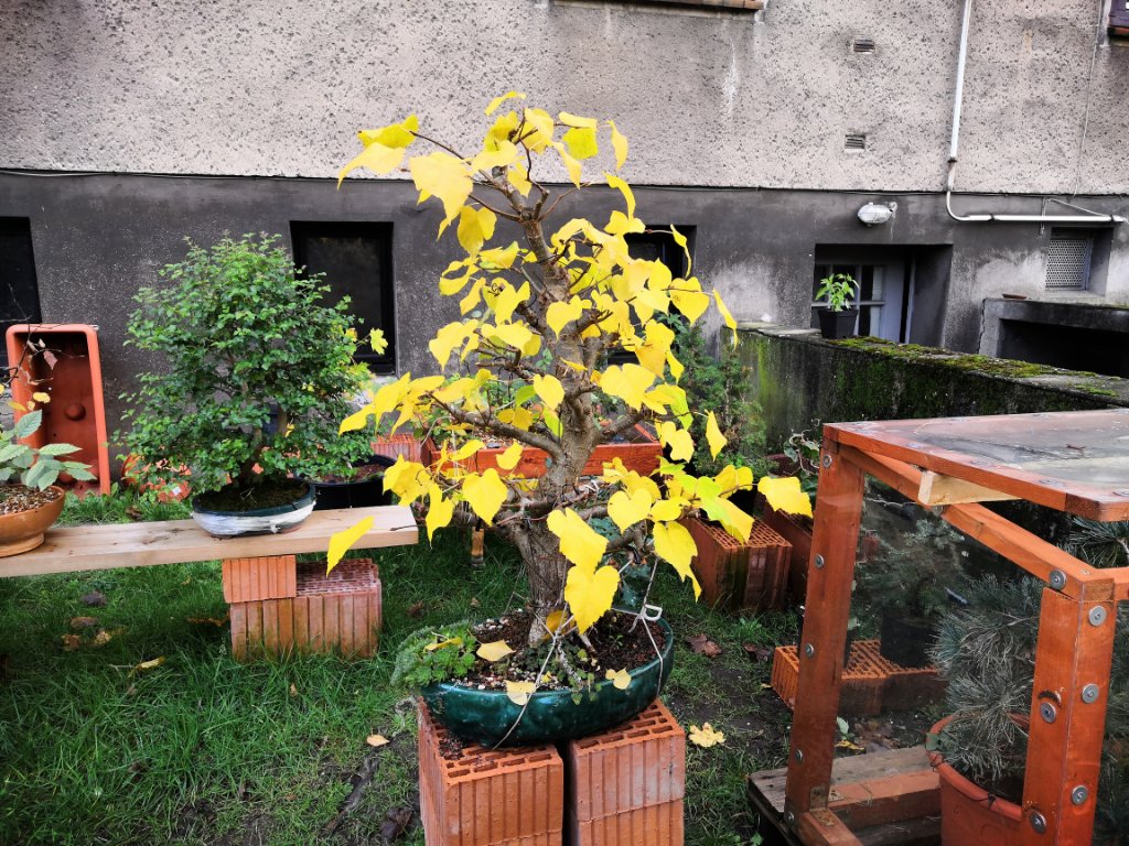IMG_20191107_091045.jpg