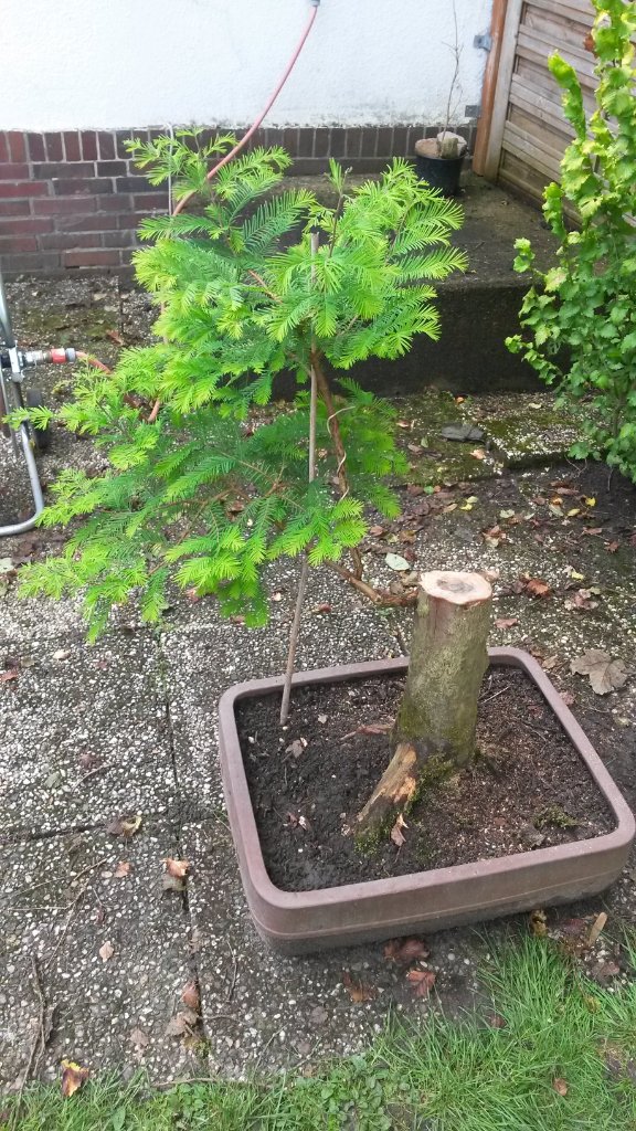 urweltmammutbaum_Metasequoia glyptostroboides220140824_3.jpg