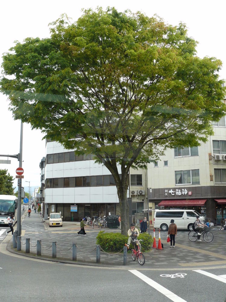 Zelkowe als Straßenbaum