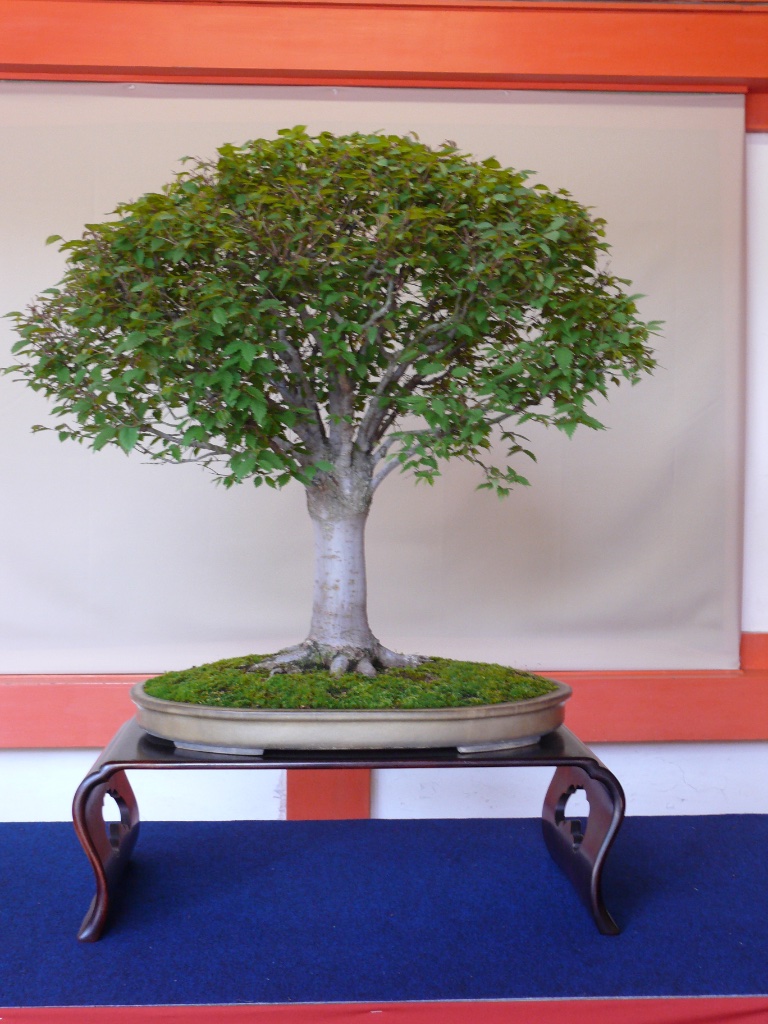 Zelkowen-Bonsai mit schräg und steil aufwärts gerichteten Hauptästen