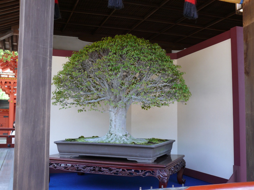 Uralter, riesiger Zelkowen-Bonsai, bei dem die meisten Hauptäste schräg bis steil aufwärts stehen, nur mit der Zeit wurden weiter unten noch einige weiter herabgezogen, aber nicht übertrieben und nicht in Bögen