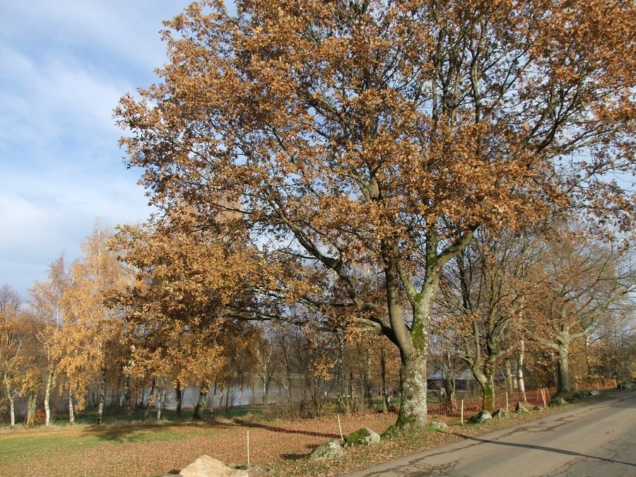 k-DSCF1825.JPG