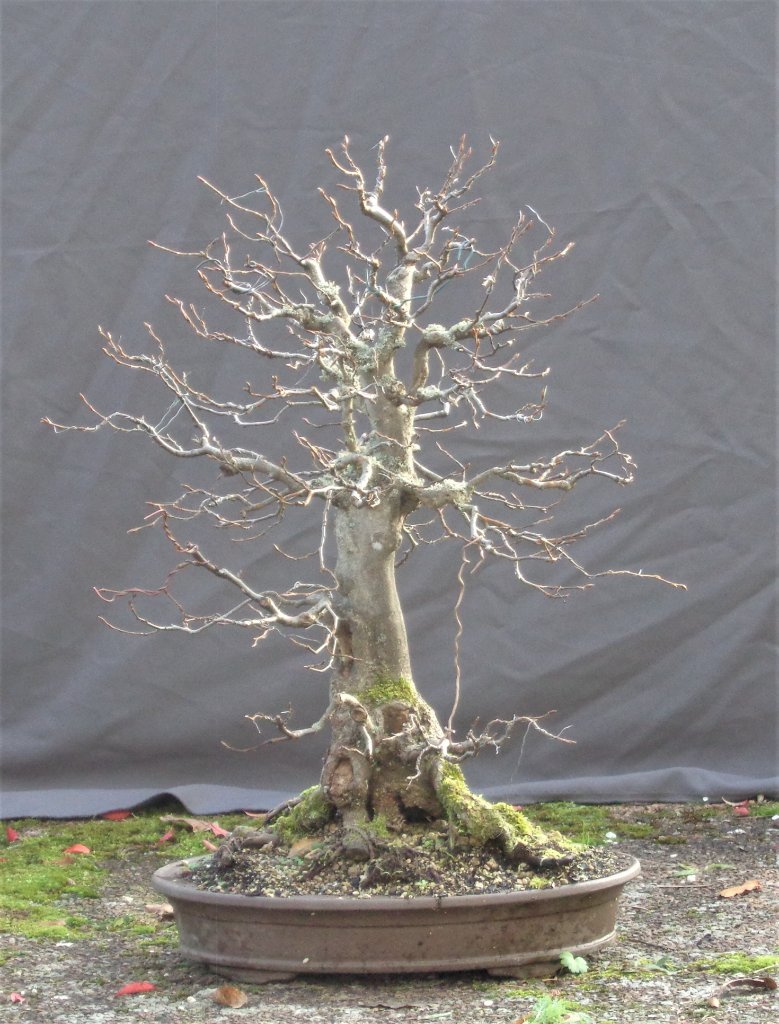 20191124_Hainbuche75_1.JPG