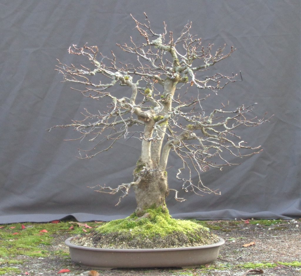20191124_Hainbuche73_1.JPG