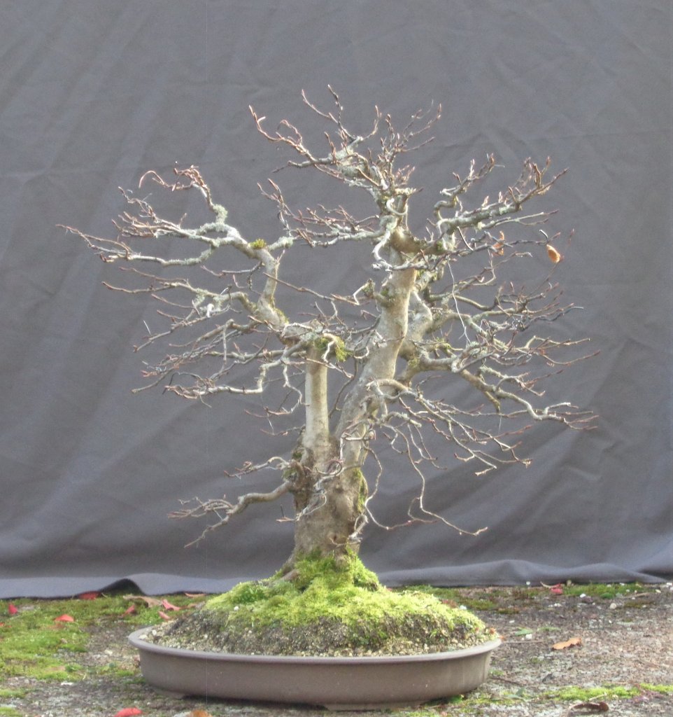 20191124_Hainbuche73_2.JPG