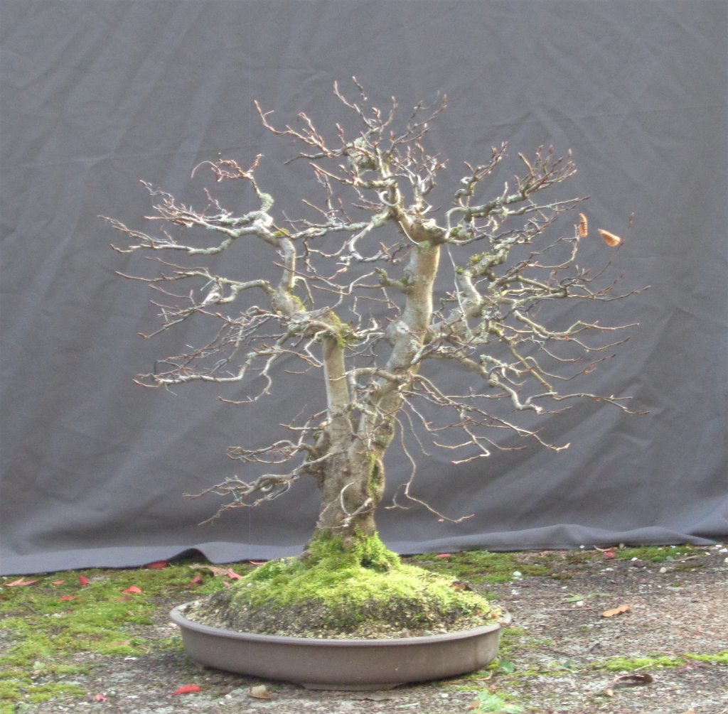 20191124_Hainbuche73_3.JPG