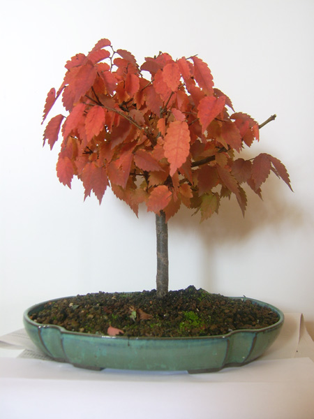 Zelkova_vorher.jpg