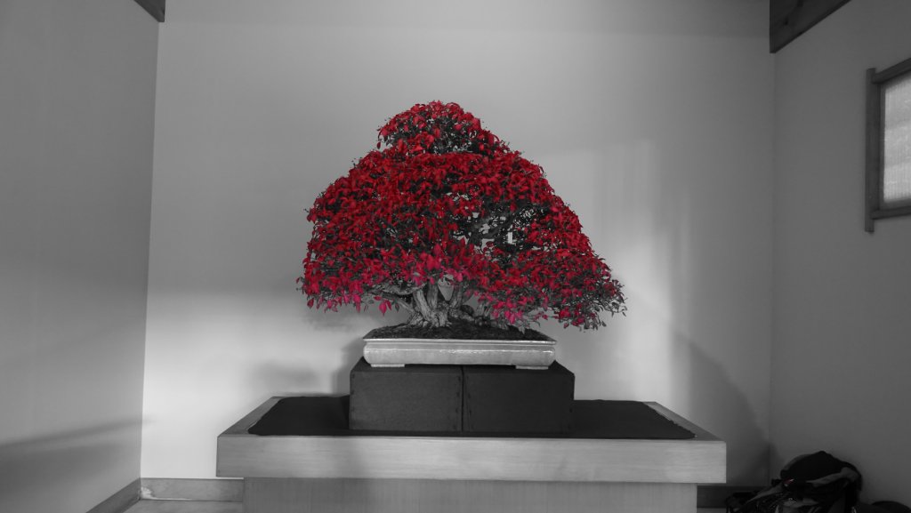 ...und ja, es gab auch Bonsai ;)