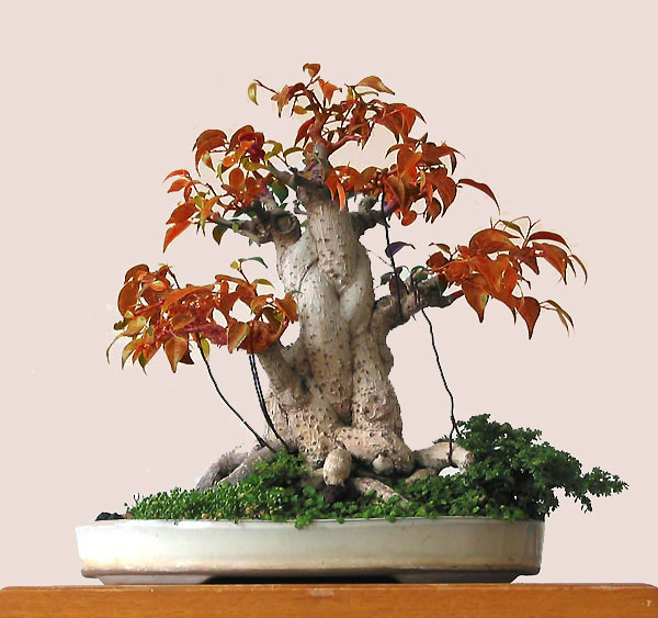 Herbst-2006.jpg