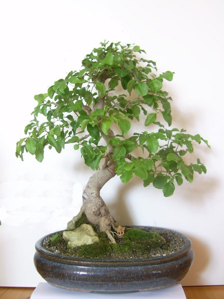 Kronenform Liguster